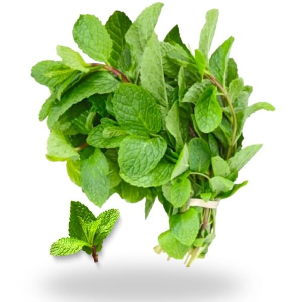 Mint Leaves (Pudina) 1 bunch